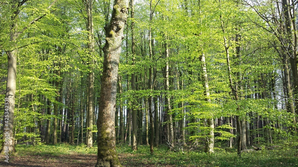 Fototapeta premium trees in the forest