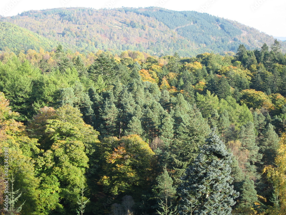 autumn forest in the mountains