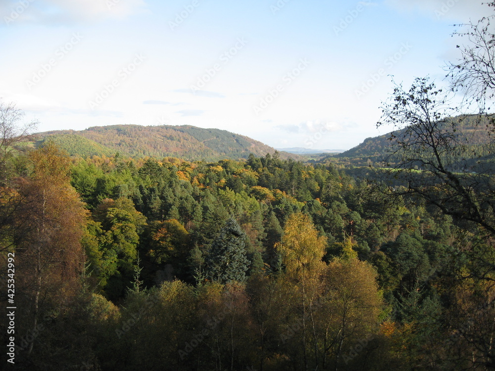 autumn forest in the mountains