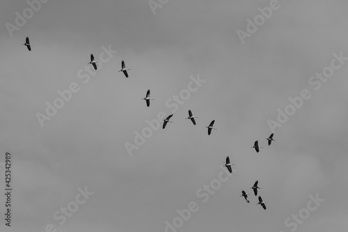 Flock of cranes flying with a grey sky background