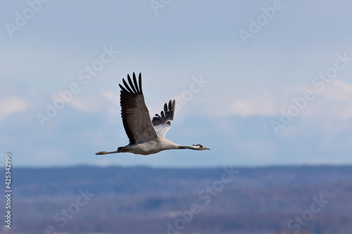 Flying crane with neutral background