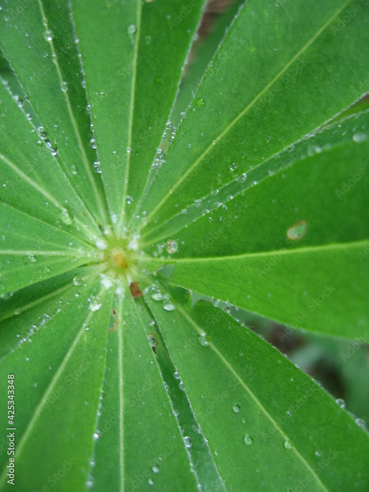 water drops on leaf water drops on leaf