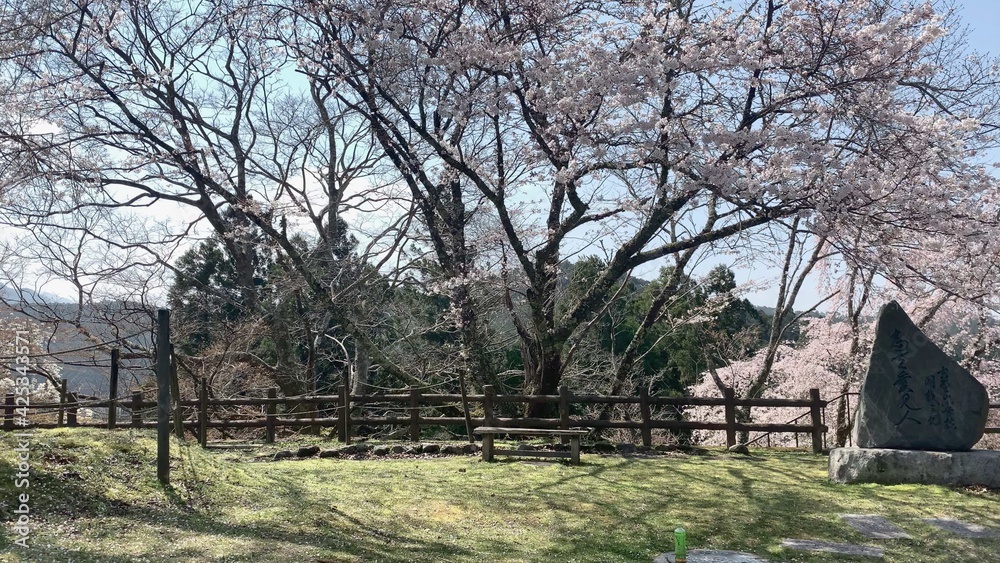 吉野山 桜 千本桜 日本三大桜 吉野熊野国立公園 奈良県 吉野山 桜 千本桜 日本三大桜 吉野熊野国立公園 奈良県