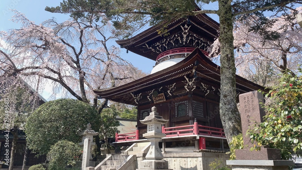 吉野山 桜 千本桜 日本三大桜 吉野熊野国立公園 奈良県