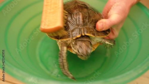 Top view young woman's hands cleaning tortoise with brush photo