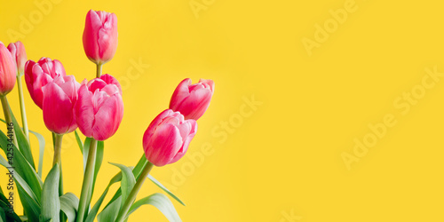 Fresh tulip flowers on a yellow background.