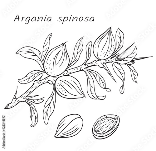 Argania spinosa branch, vector black and white drawing. The plant is used in the culinary and cosmetic industries.