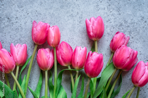 Fresh tulip flowers on a gray background.