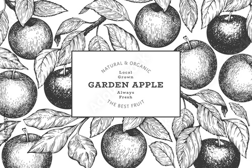 Apple branch design template. Hand drawn vector garden fruit illustration. Engraved style fruit retro botanical banner.