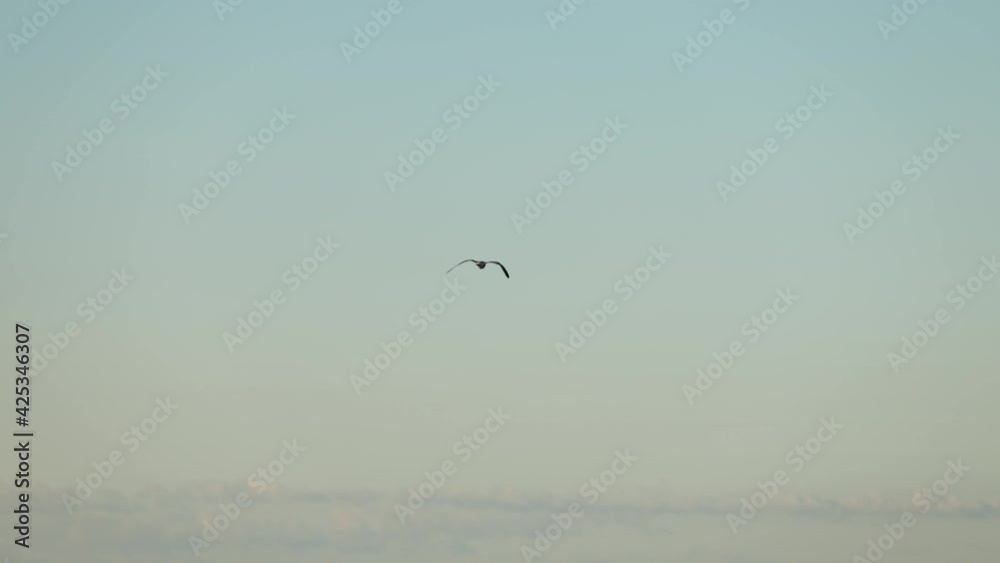 Aerial tracking shot of seagull flying over Atlantic Ocean and North Myrtle Beach. In background is the coastline with buildings in South Carolina. Aerial tracking shot of seagull flying over Atlantic Ocean and North Myrtle Beach. In background is the coastline with buildings in South Carolina.