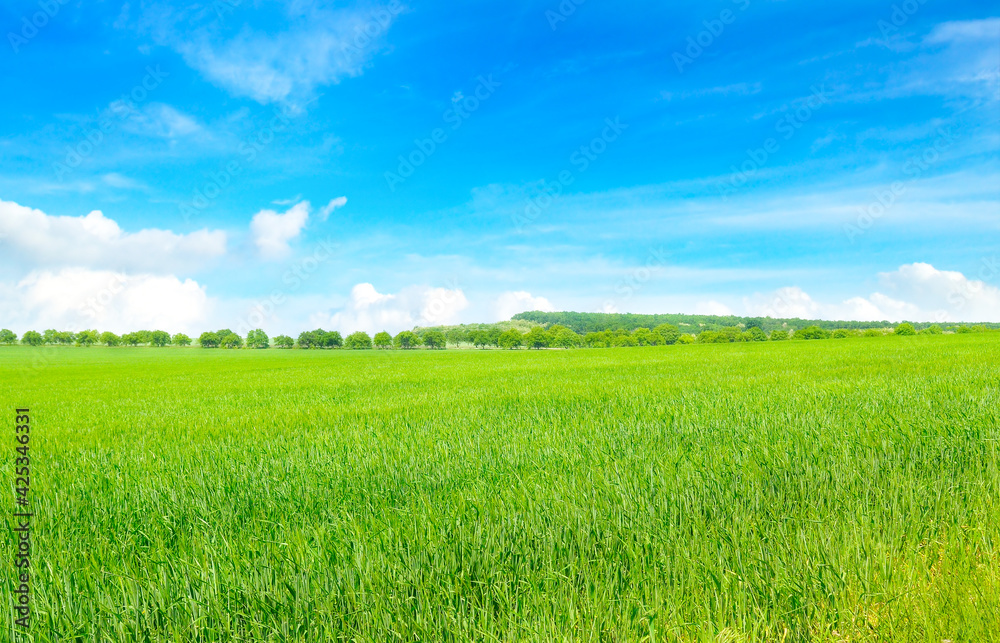 Wheat field and countryside scenery Wheat field and countryside scenery
