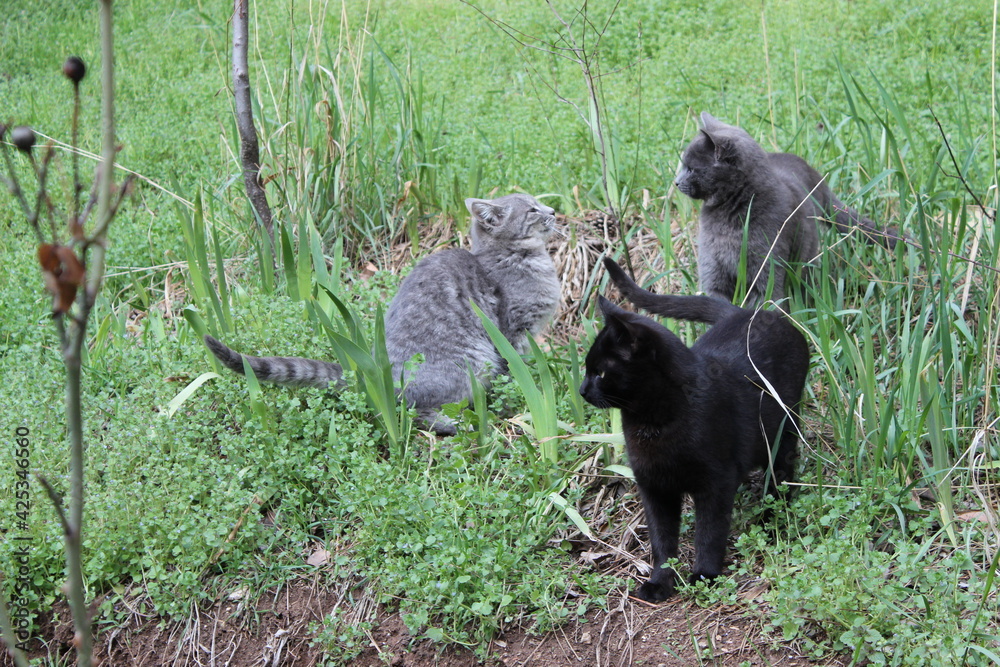 friends forever three cats playing on the grass, black and gray friends forever three cats playing on the grass, black and gray