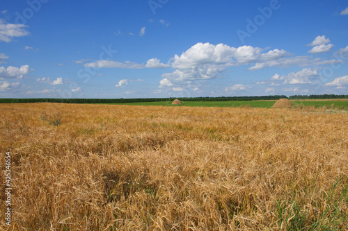 Blue sky over a vast field of ripe barley. Farm land. Picturesque area. Barley cereal fields with blue sky on a sunny summer day before harvest.