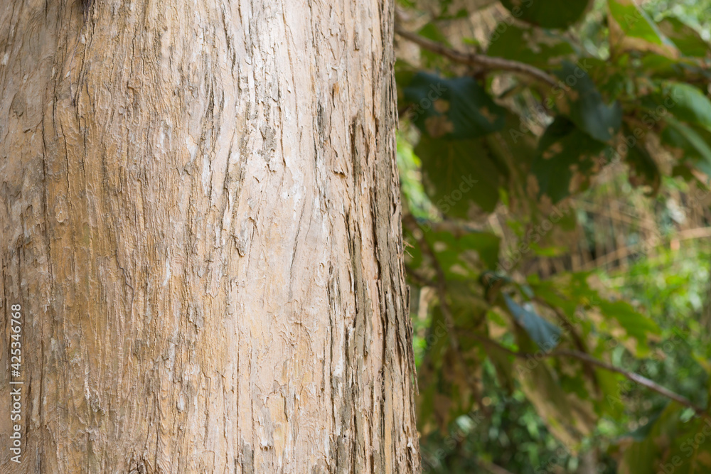 Fototapeta premium Teak Trees in Thailand precious hardwoods one of the last major areas of tropical forest in Asia