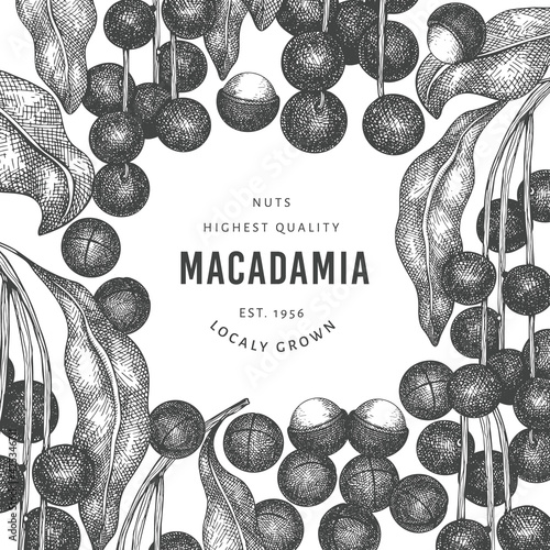 Hand drawn macadamia branch and kernels design template. Organic food vector illustration on white background. Retro nut illustration. Engraved style botanical banner.