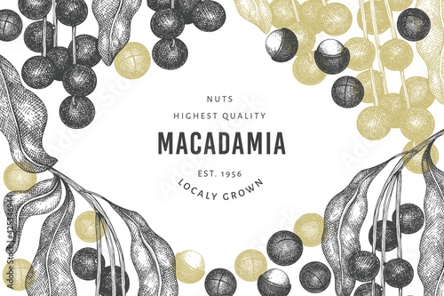 Hand drawn macadamia branch and kernels design template. Organic food vector illustration on white background. Retro nut illustration. Engraved style botanical banner.