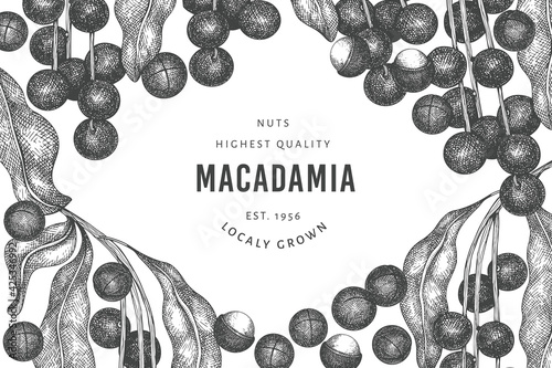 Hand drawn macadamia branch and kernels design template. Organic food vector illustration on white background. Retro nut illustration. Engraved style botanical banner.