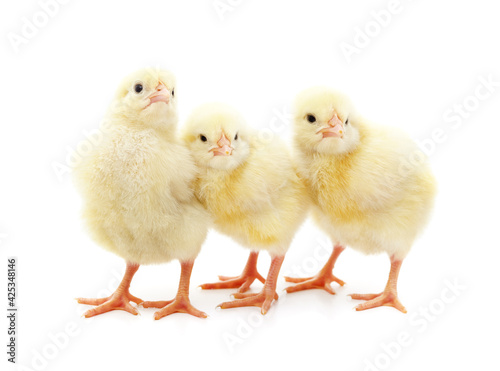 Three small chickens.