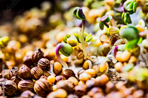 Extreme macro close-up of Coriander microgreens sprout. New life concept. Growing microgreen sprouts close up view. Germination of seeds at home. Vegan and healthy eatingt. Sprouted seeds. photo