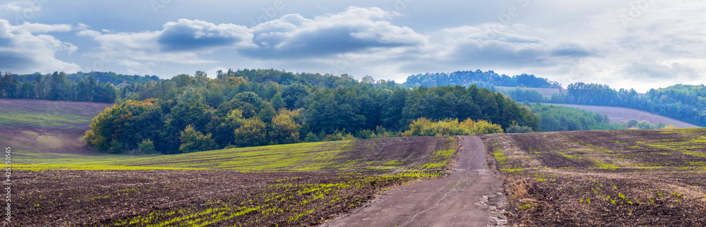 Banner. Field with sprouts of winter wheat and forest in the distance, dirt road in the field