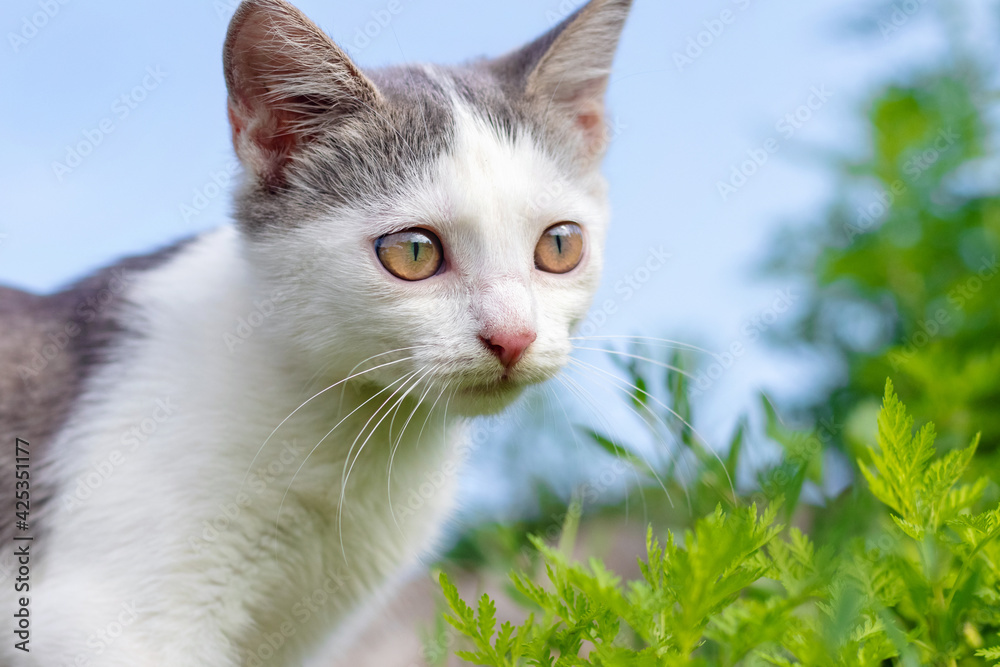 Portrait of a white spotted cat with big eyes