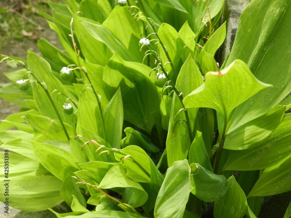 Obraz premium green leaves background