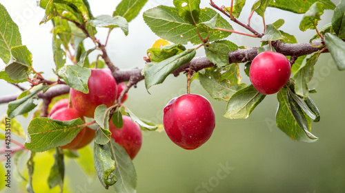 Canvas Print Red plums on a tree in the garden