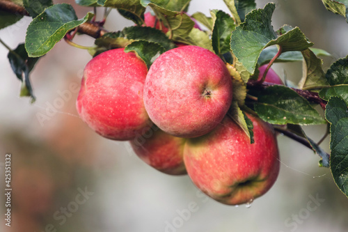 Red ripe apples on a tree in the autumn garden
