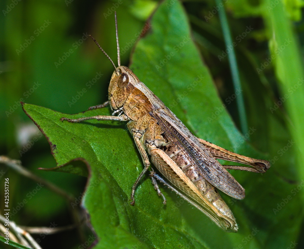 Grasshopper on a leaf (Chorthippus biguttulus) Grasshopper on a leaf (Chorthippus biguttulus)