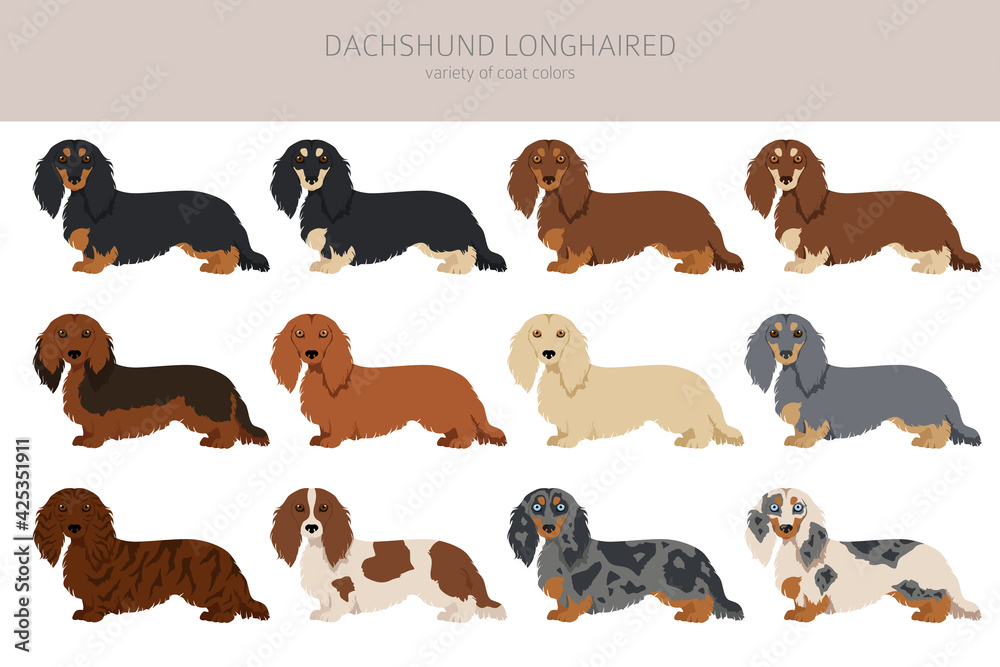 Dachshund long haired clipart. Different poses, coat colors set