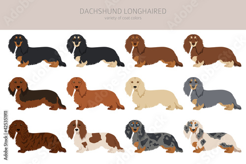 Dachshund long haired clipart. Different poses, coat colors set