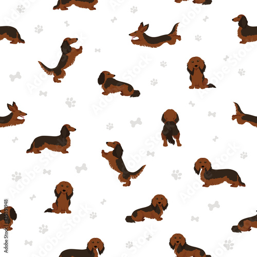 Dachshund long haired seamless pattern. Different poses, coat colors set.