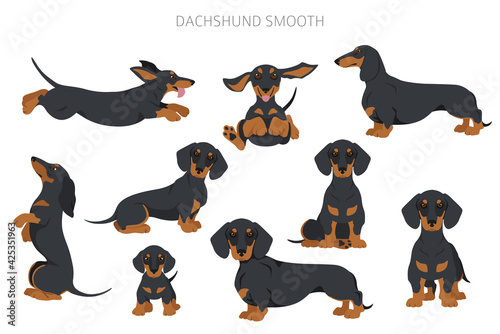 Dachshund short haired clipart. Different poses, coat colors set photo