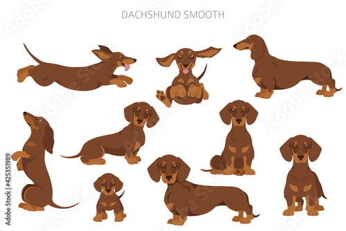 Dachshund short haired clipart. Different poses  coat colors set