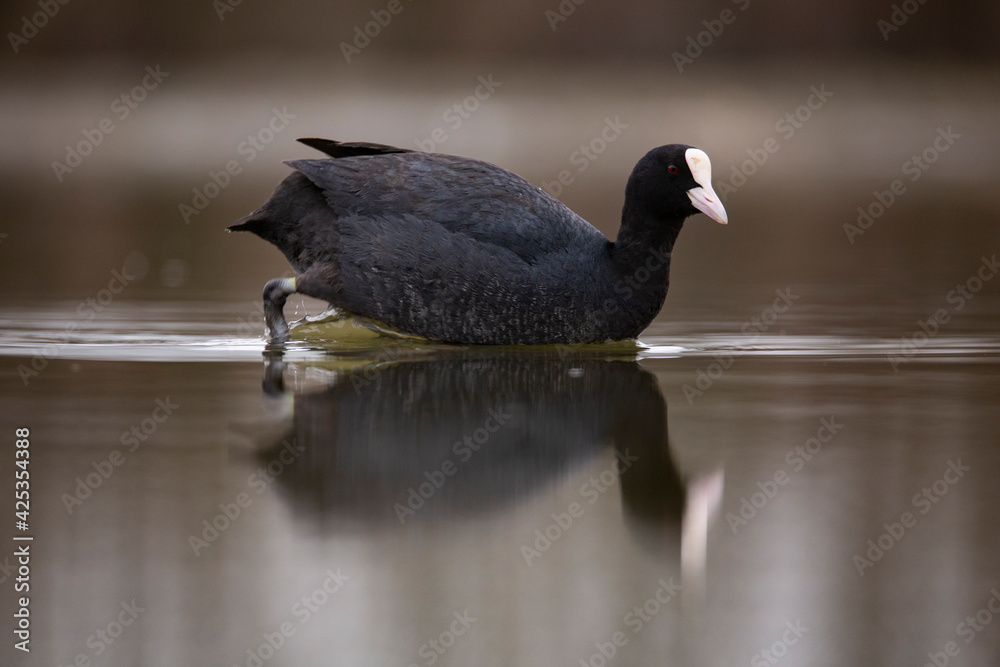 Black coot swimming on a lake in autumn. Black coot swimming on a lake in autumn.