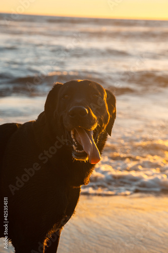 dog at sunset