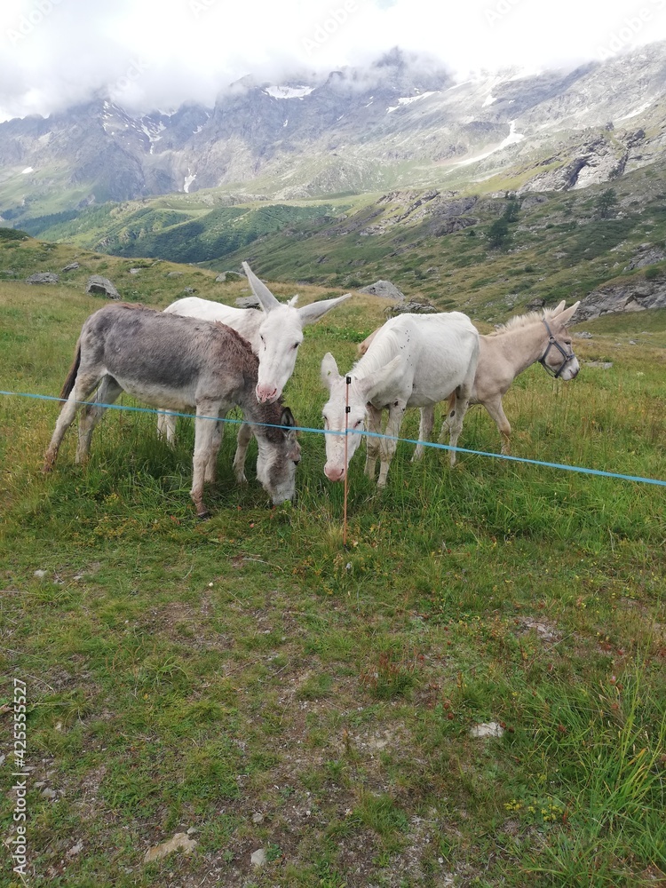 Naklejka premium Donkeys