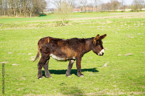 Donkey with brown matted fur on a green meadow. Rural surroundings in the background.