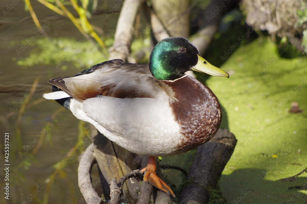 Fototapeta premium Canard du parc de Bréquigny