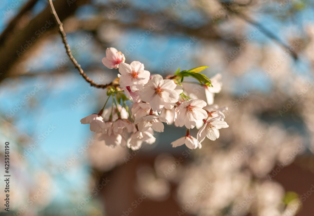 Obraz premium Cherry blossums against a blue sky