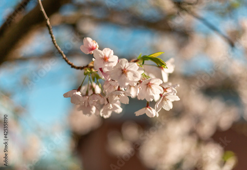 Cherry blossums against a blue sky