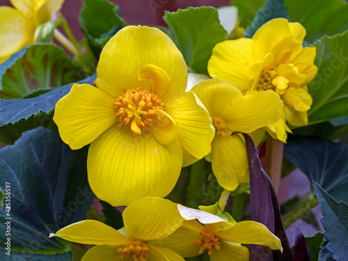 Bright yellow marsh marigold flowers, Caltha palustris