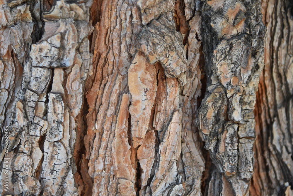 Closeup of the bark of a Ponderosa Pine tree Pinus ponderosa Closeup of the bark of a Ponderosa Pine tree Pinus ponderosa