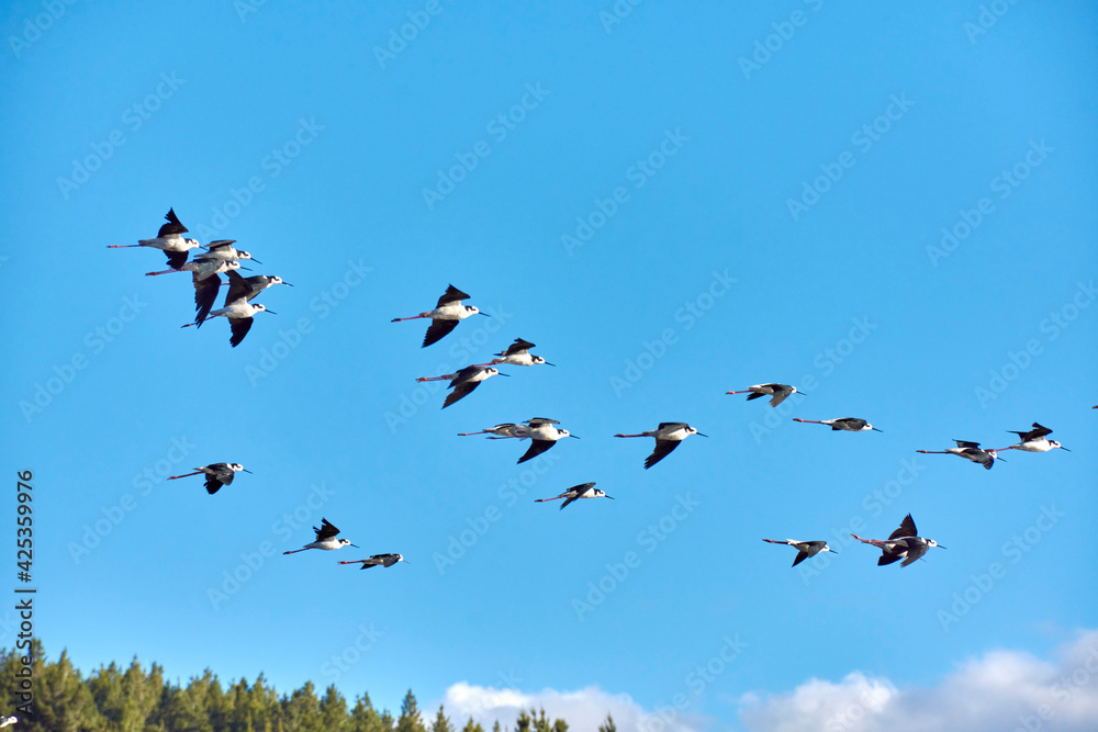 Flock of birds against blue sky