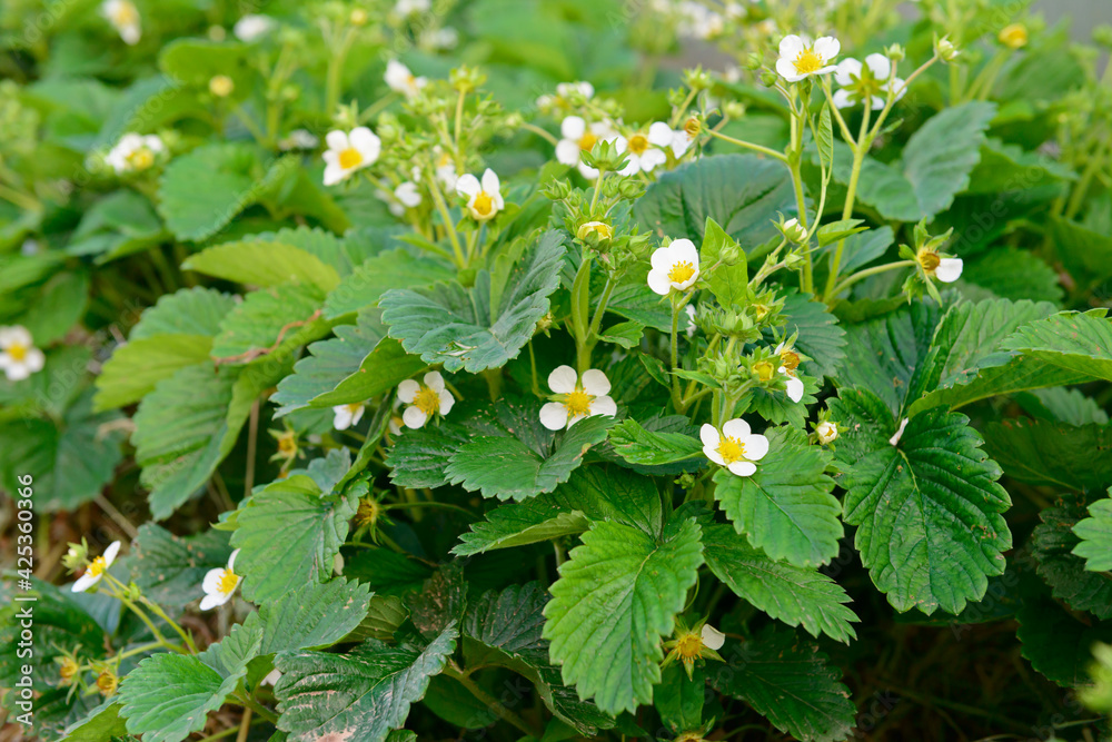 Strawberry bush with white flowers in the garden Strawberry bush with white flowers in the garden