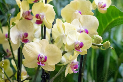 rare orchid phalaenopsis close-up in a greenhouse