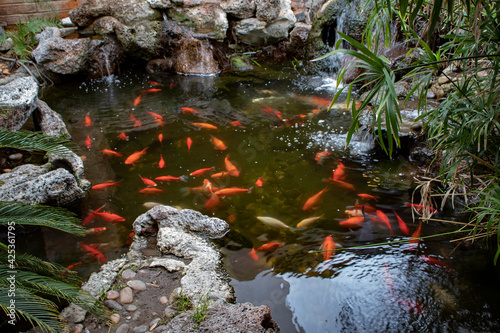 Koi Pond Filled with Orange and Gold Fish in Palm Springs, California, USA photo