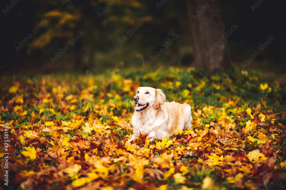 portrait of Golden Retriever dog