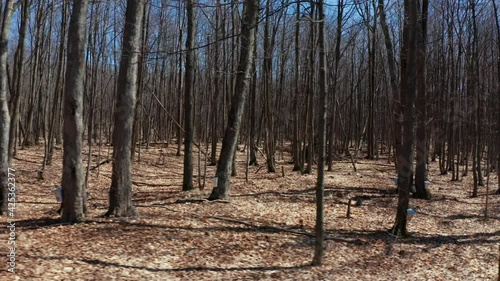 Maple Trees in Spring 4k Aerial Drone Passes By Showcasing Pails Collecting Sap for Production of Maple Syrup