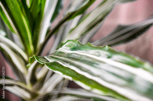 Green texture : beautiful for decorative leaves of a house plant.selective focus.Dracaena fragrans Massangeana, close up. purple background photo